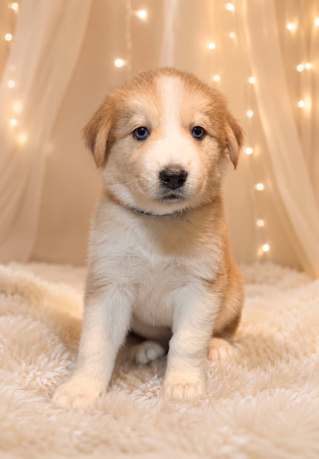Goberian puppy Cocoa — a female Golden Husky mix (Golden Retriever × Siberian Husky) available for adoption near Tampa, Central Florida