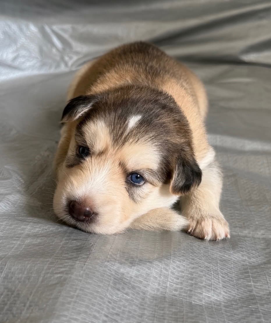 Leafy, a female Goberian puppy