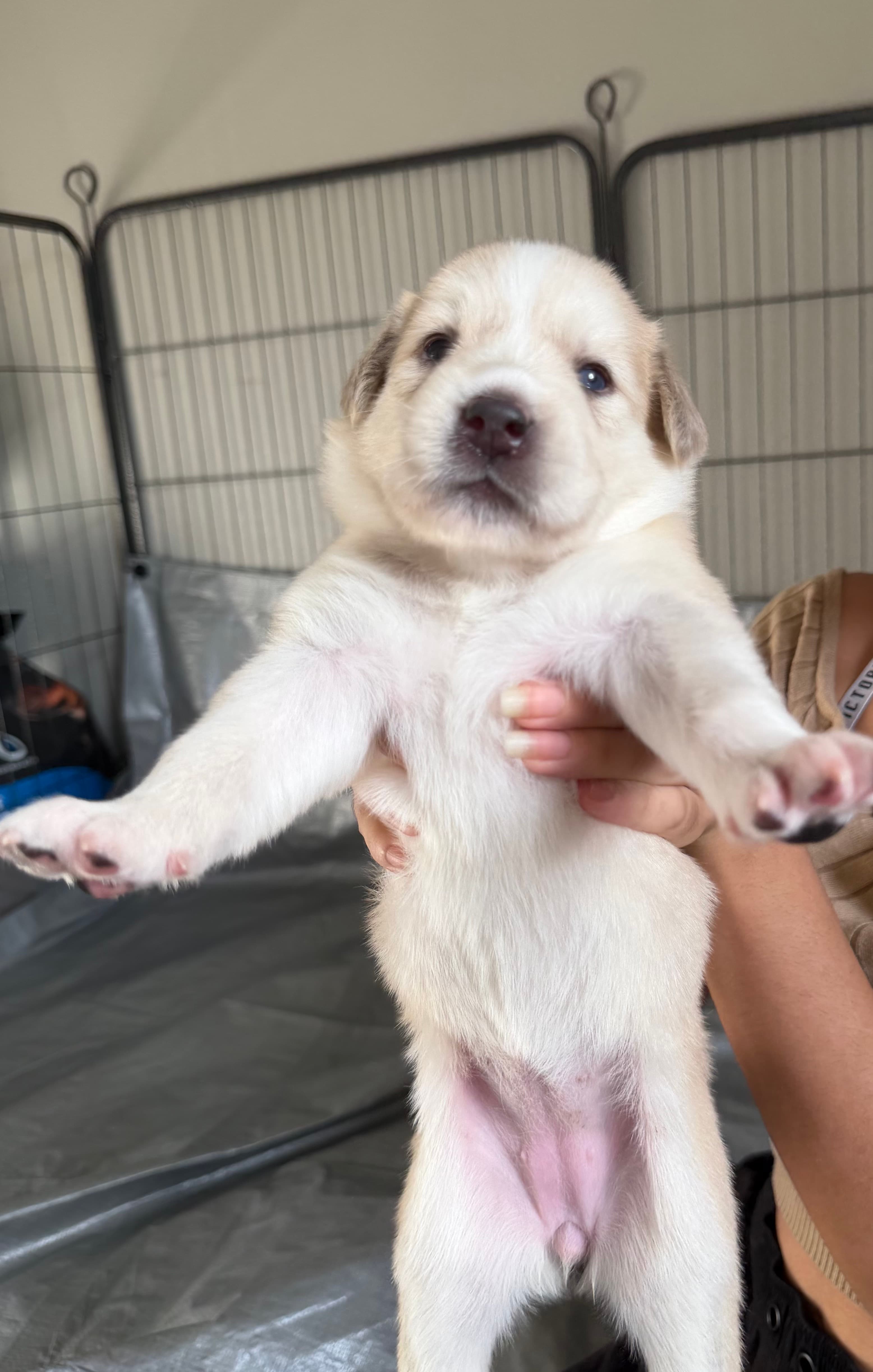 Misty, a Goberian puppy
