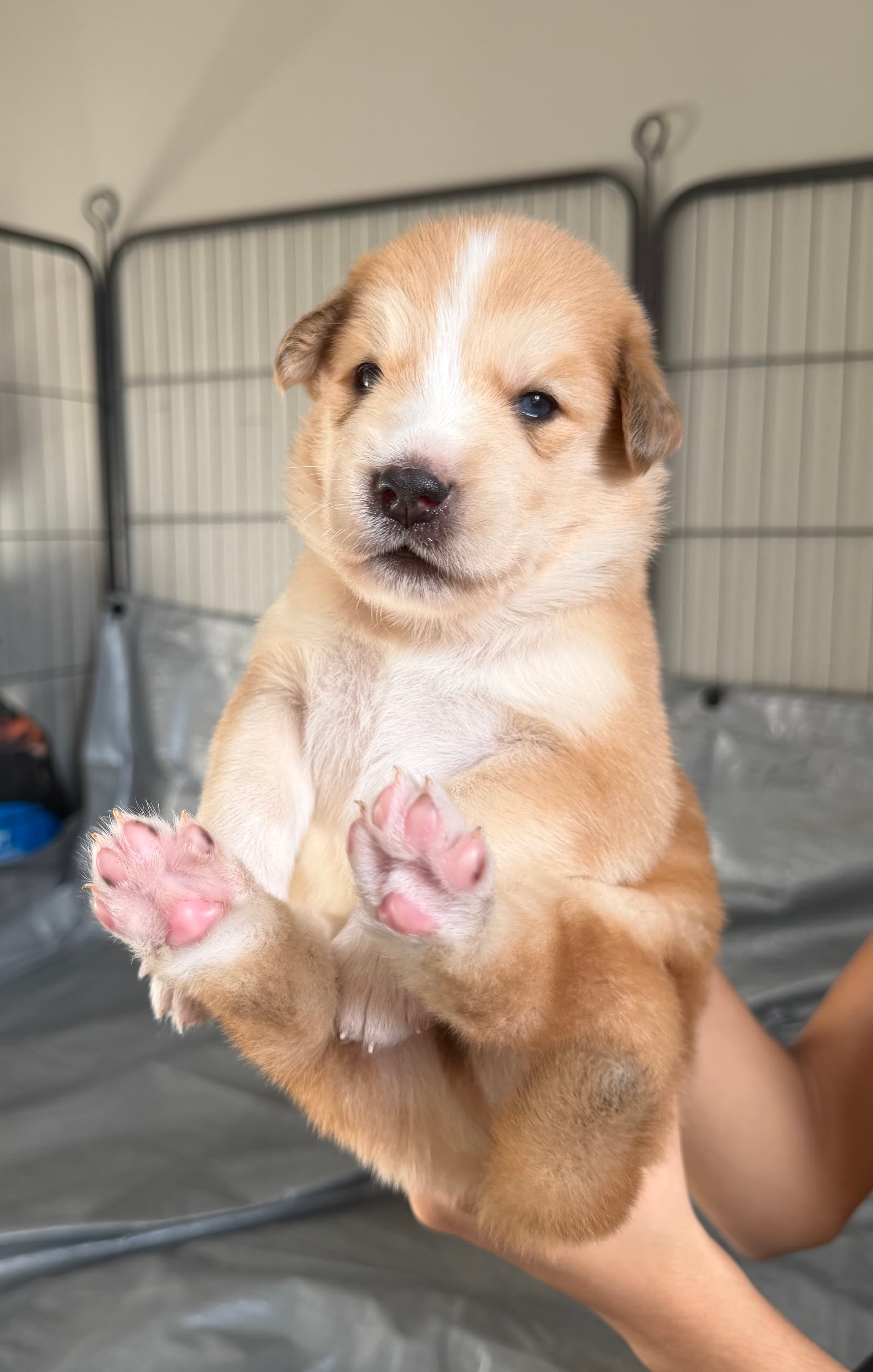 Teddy, a Goberian puppy