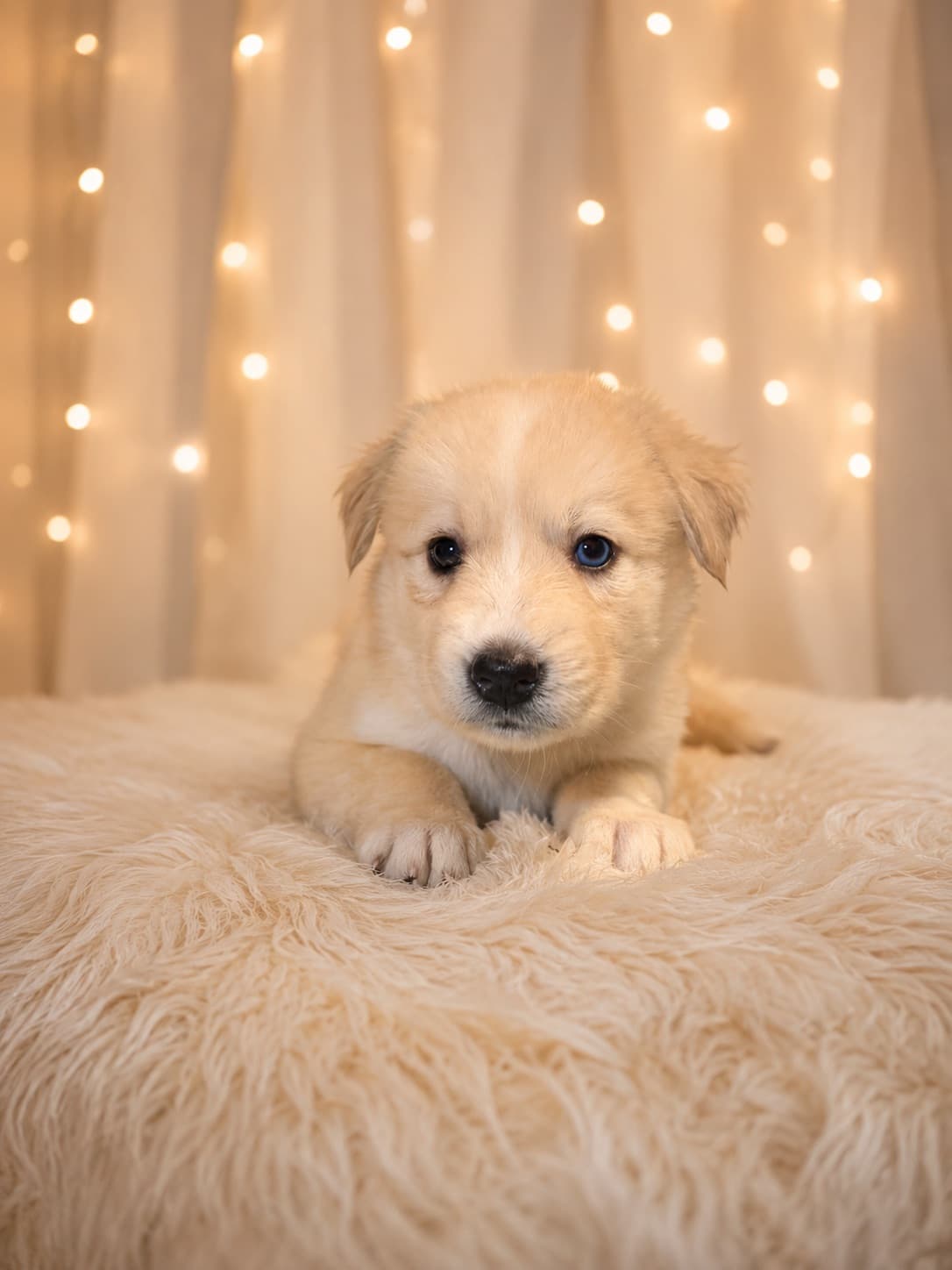 Goberian puppy Misty — a female Golden Husky mix (Golden Retriever × Siberian Husky) available for adoption near Tampa, Central Florida