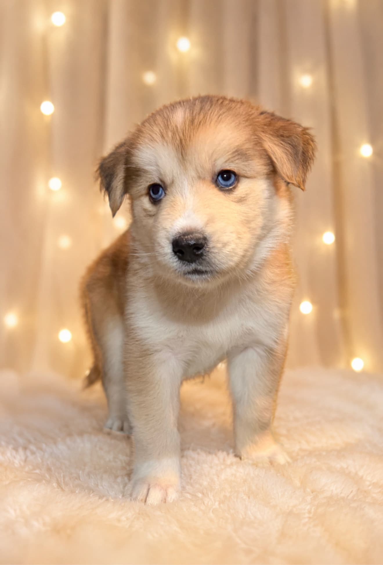 Goberian puppy Poppy — a Golden Husky mix (Golden Retriever × Siberian Husky) raised near Tampa, Central Florida