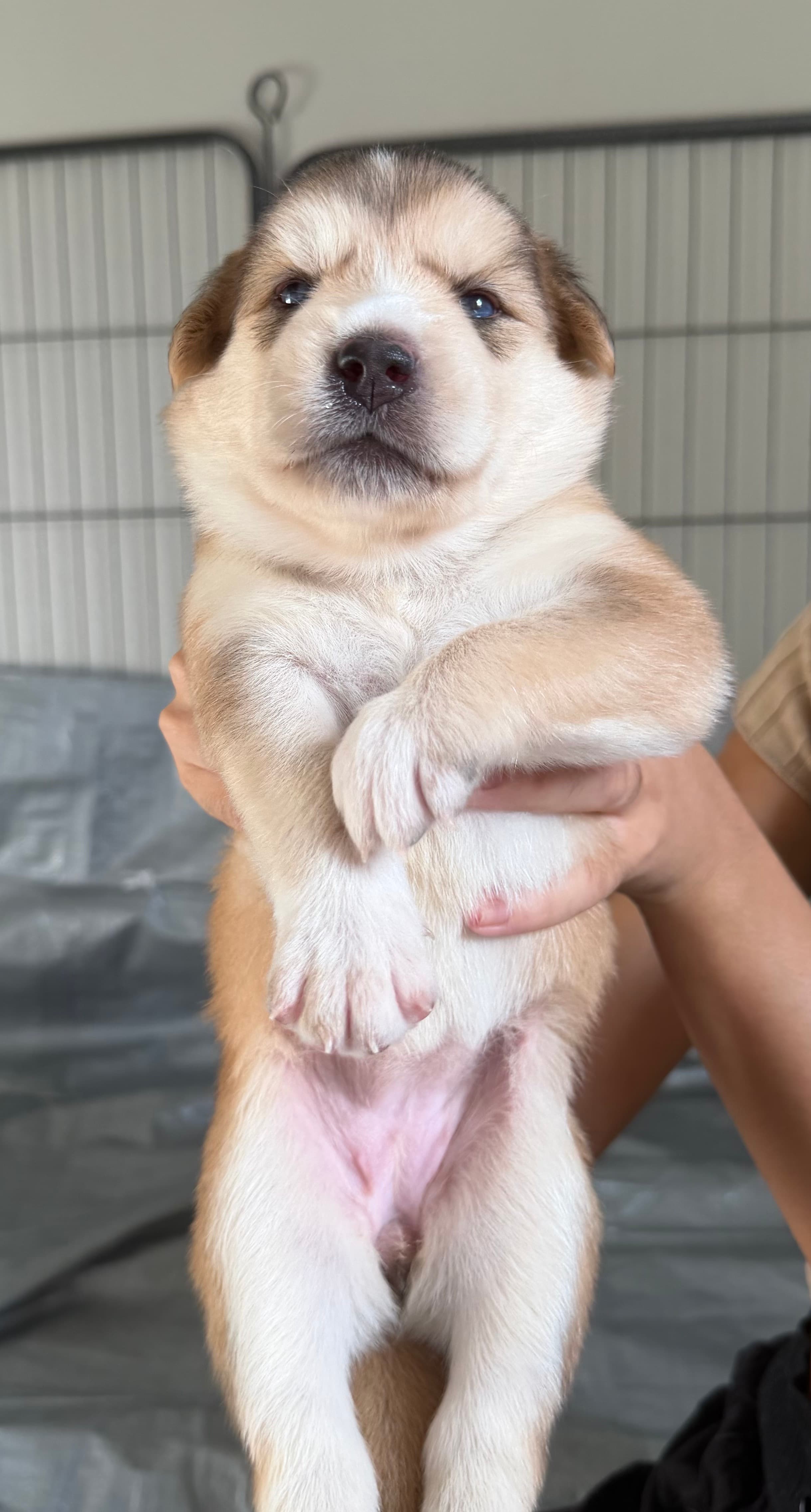 Poppy, a Goberian puppy