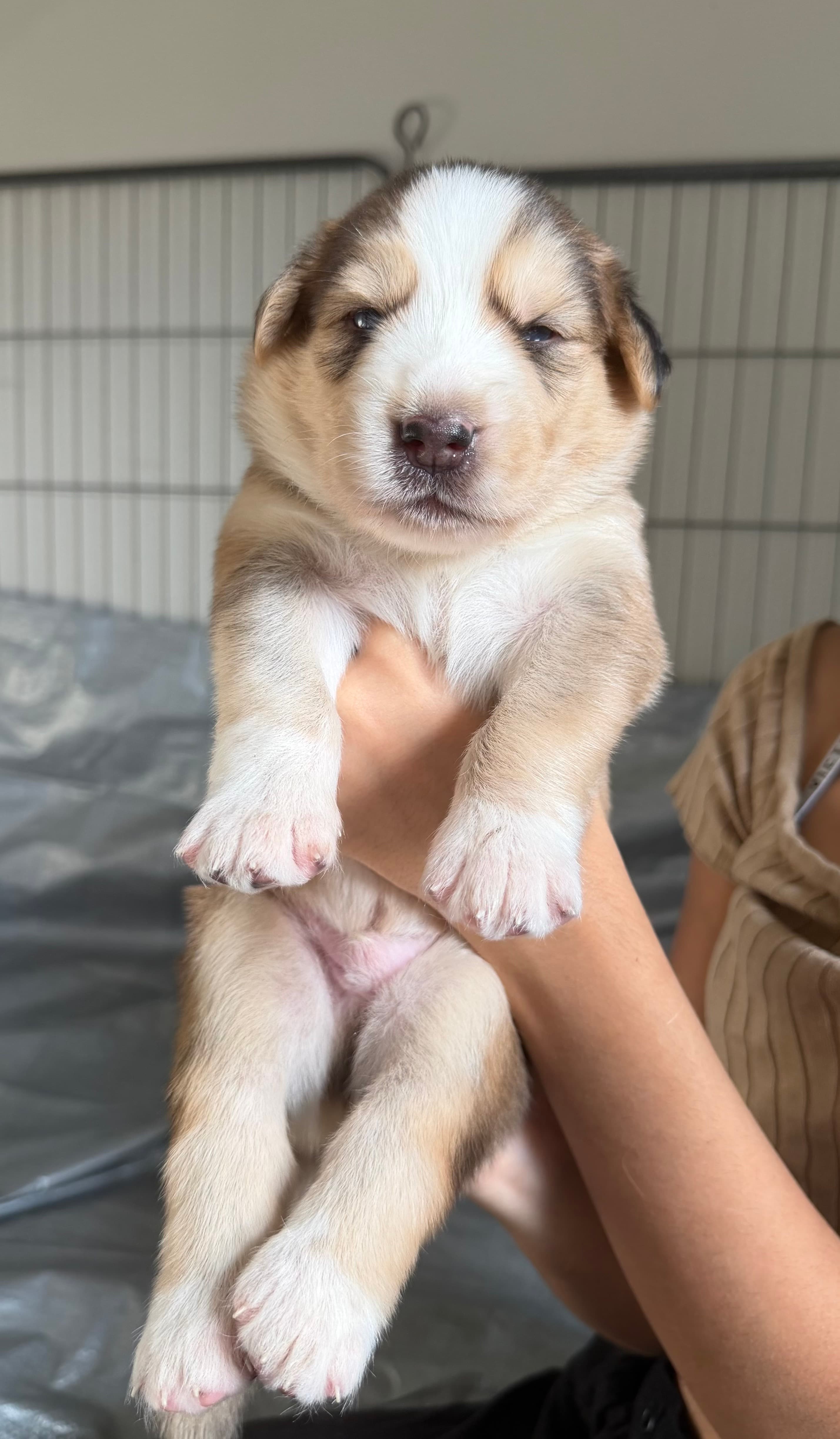 Pumpkin, a Goberian puppy