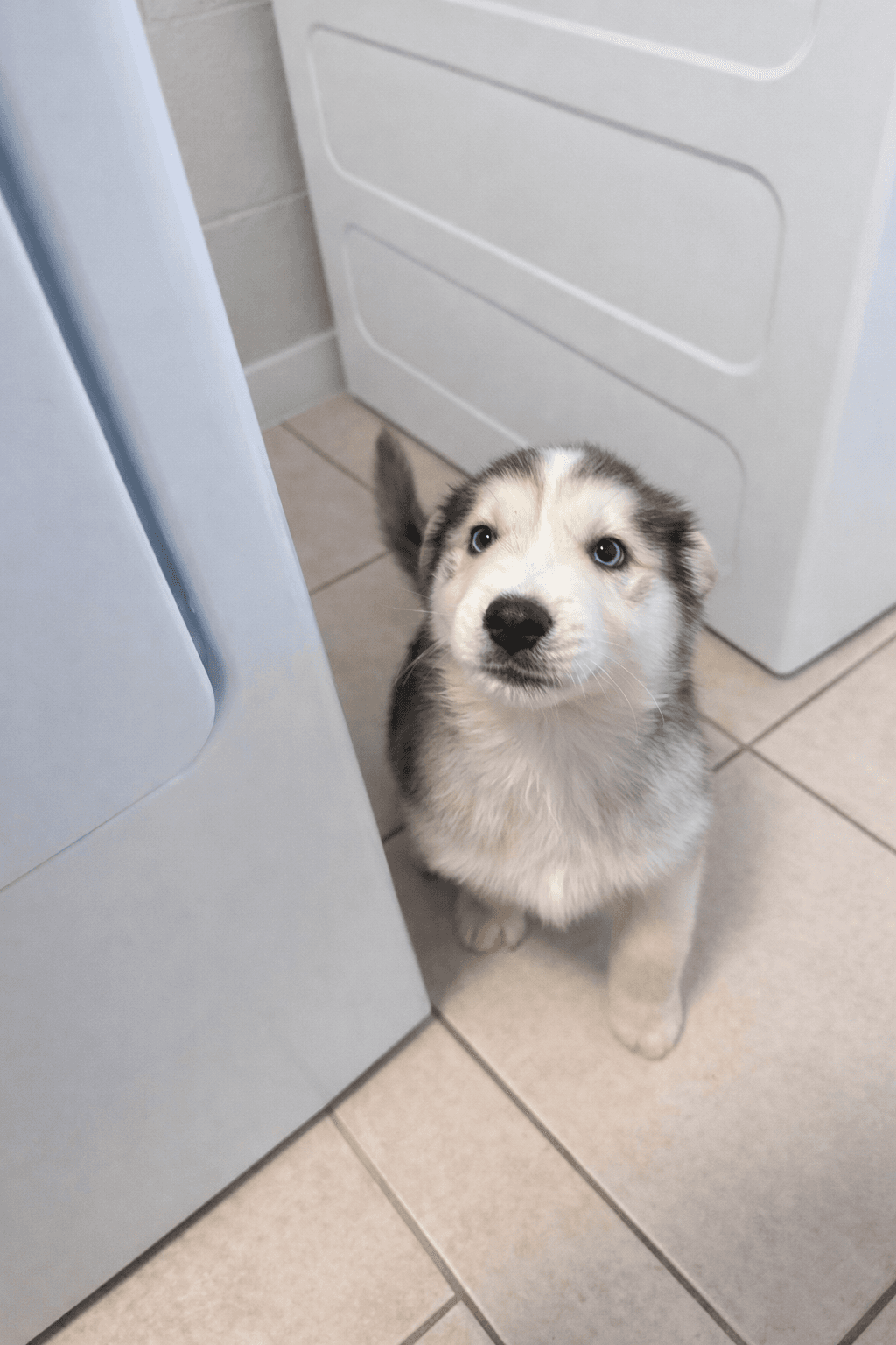 Bam Bam, a Goberian puppy