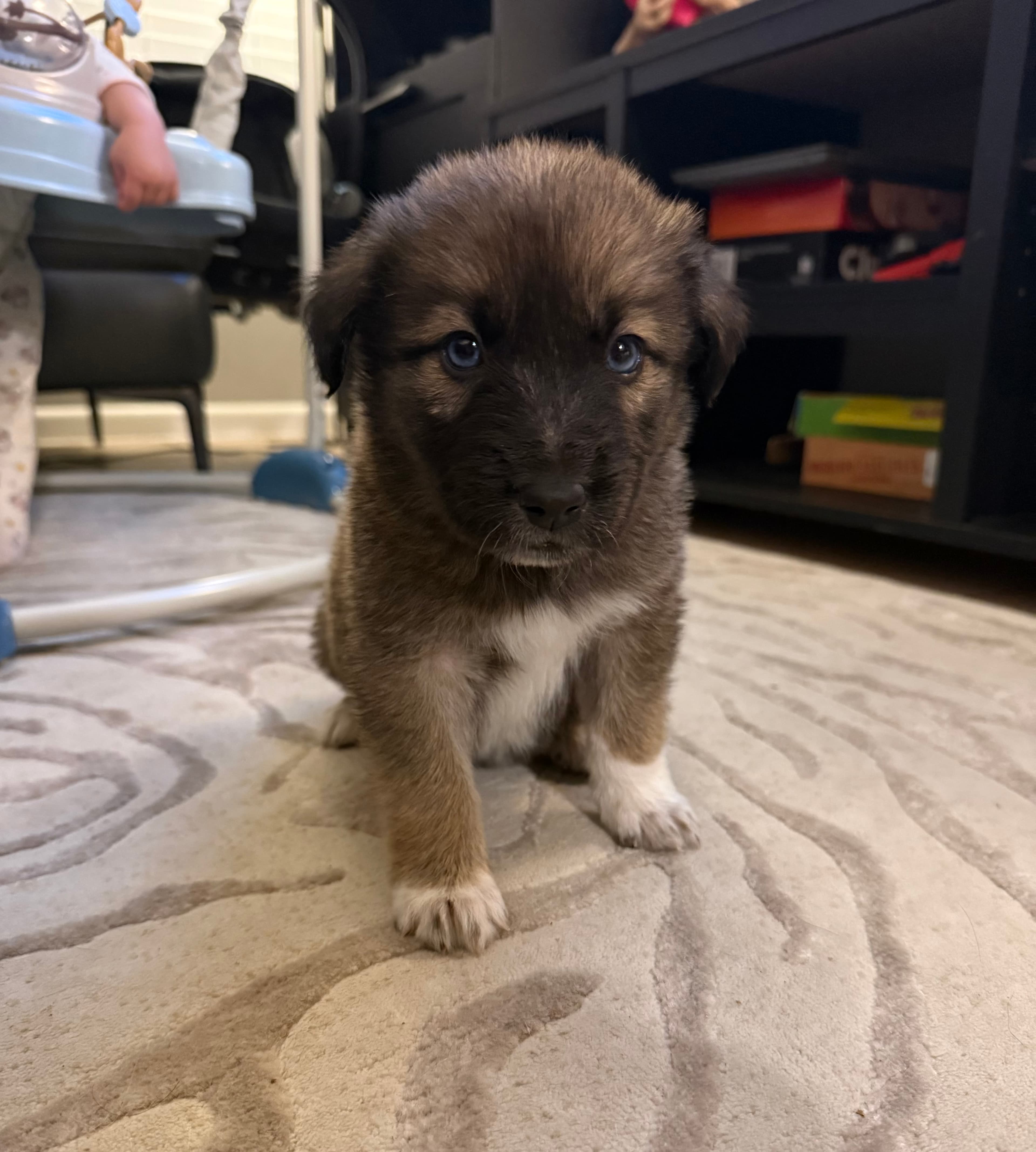 Bentley, a Goberian puppy