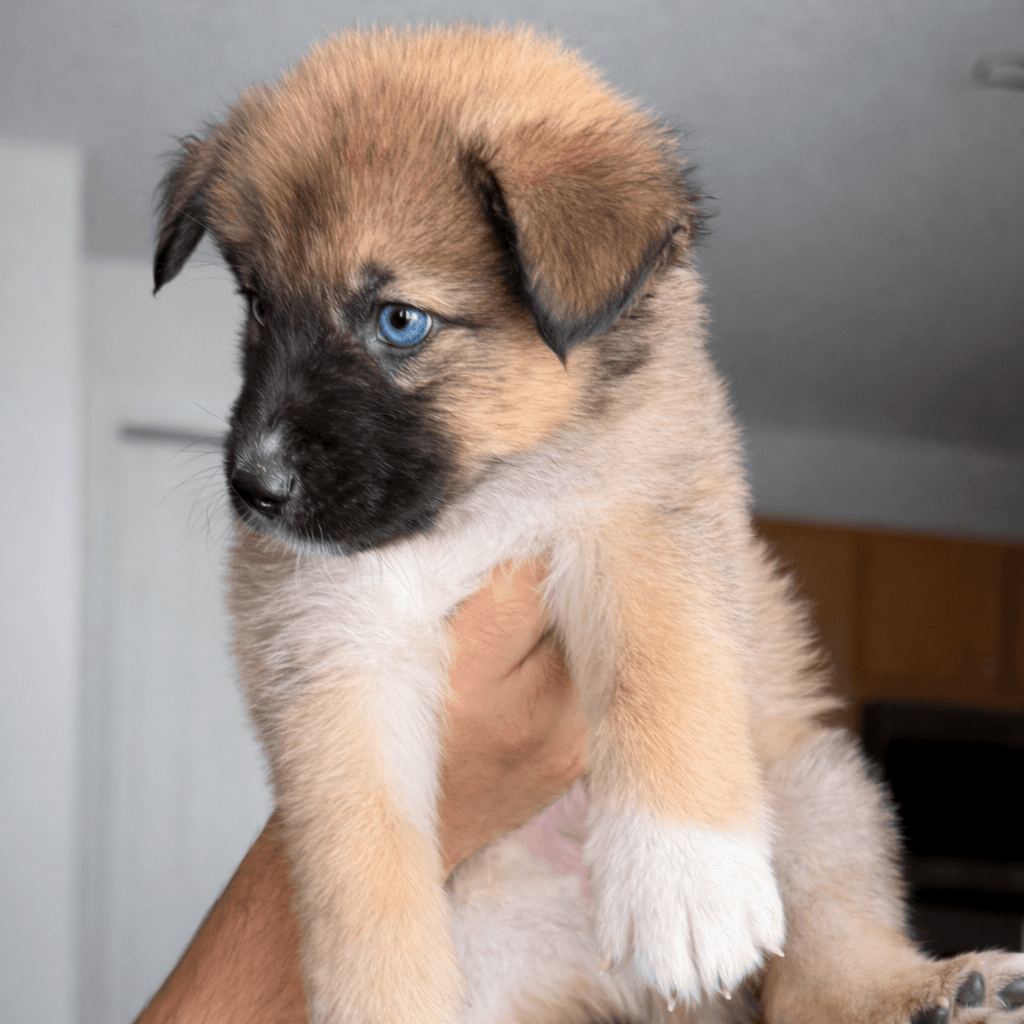Loki, a Goberian puppy