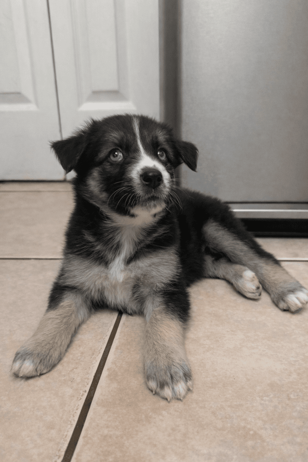 Luna, a Goberian puppy