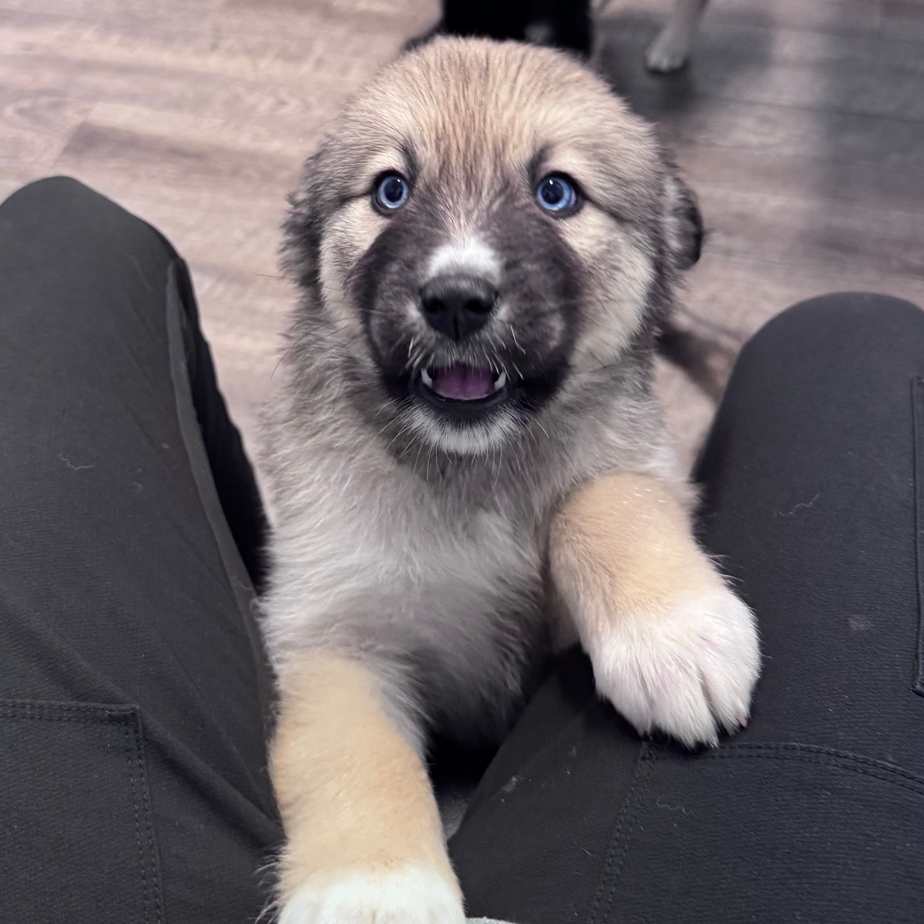 Maple, a Goberian puppy