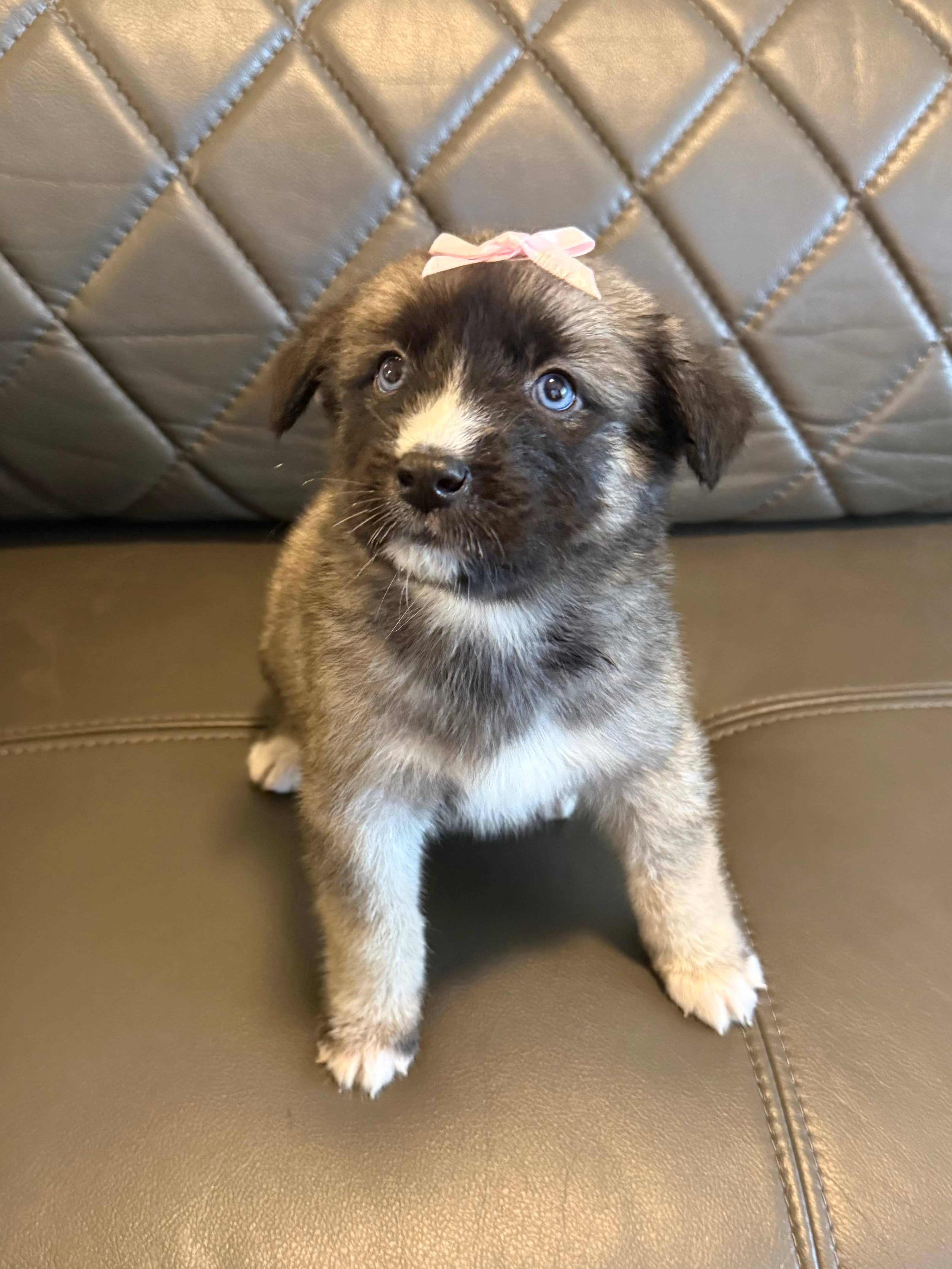 Pebble, a Goberian puppy
