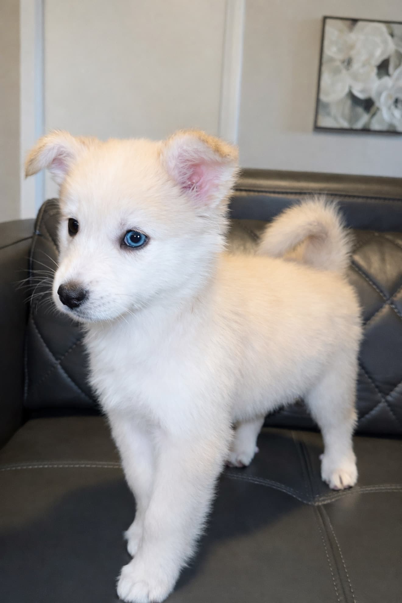 Sasha, a Goberian puppy