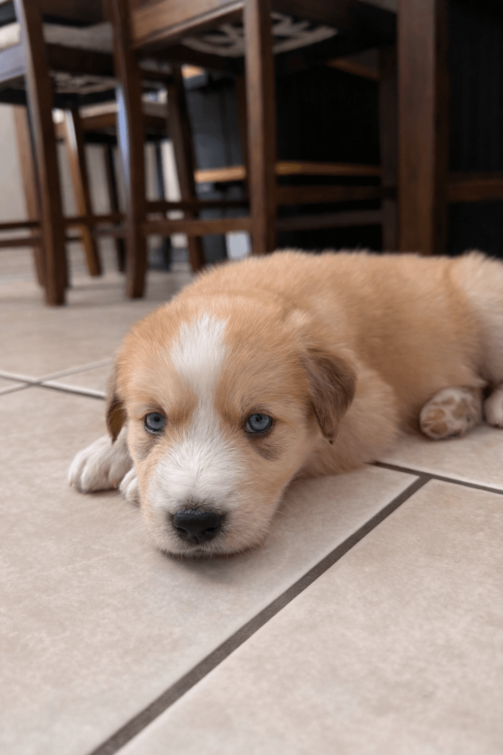 Turbo, a Goberian puppy
