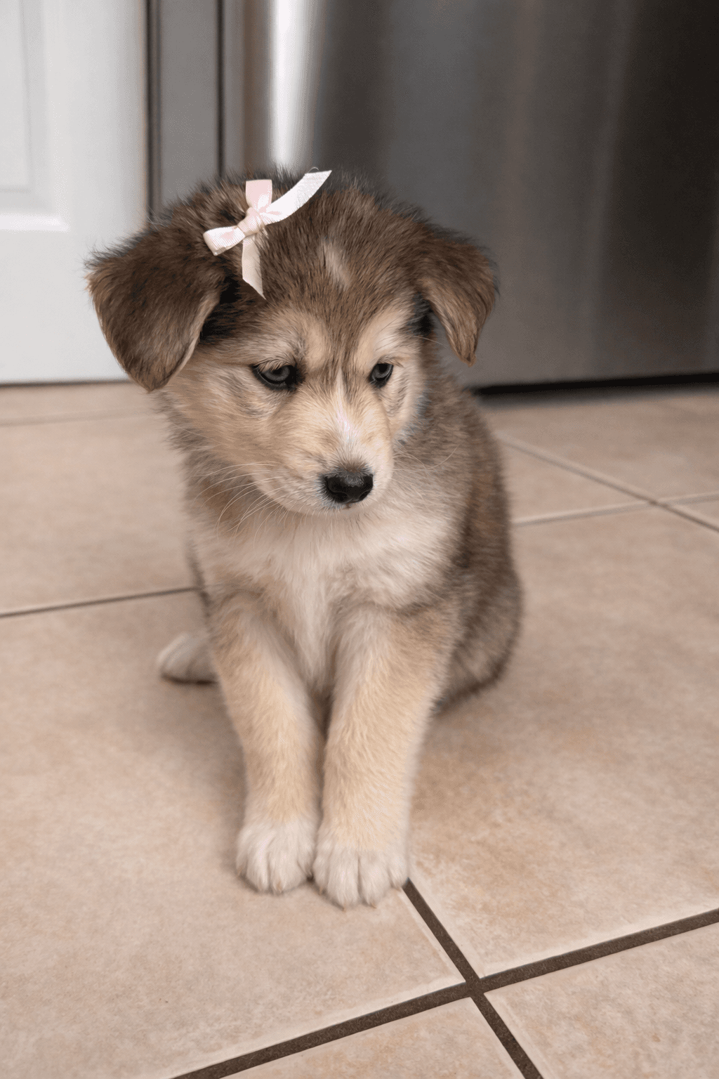 Yuna, a Goberian puppy