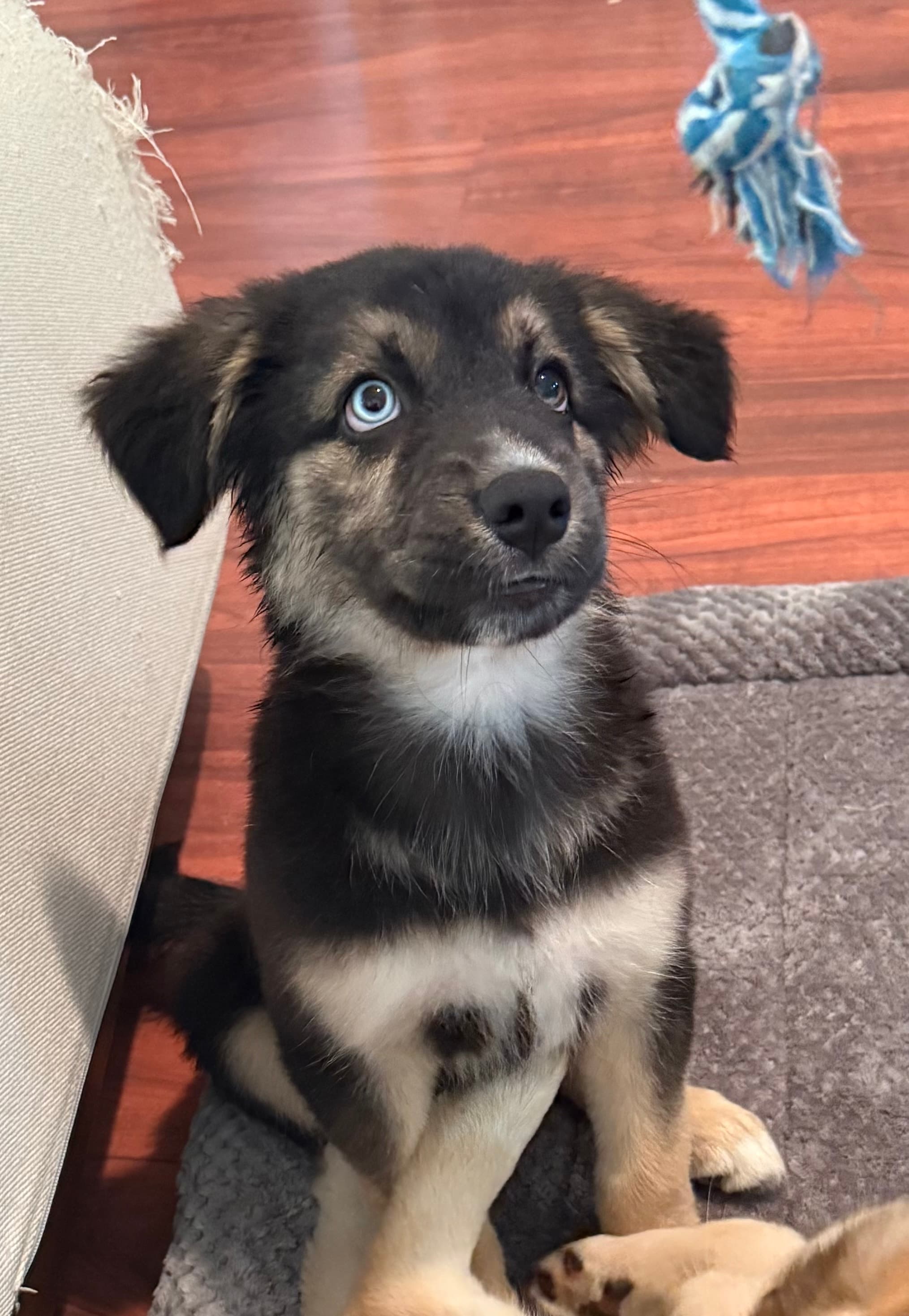 Kratos (now Toby)